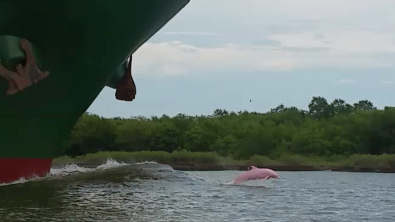 Boaters Spot Rare Sight, Capture A Pink Dolphin Swimming, Then See A
